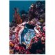 Paralenz Vaquita Underwater Camera