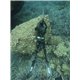 C4 CAMOSKIN MED 3mm pants